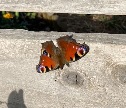 A peacock butterfly on a fence panel. Its wings are fully stretched out and you can see the lovely colours; mainly a rusty red with brown jagged fringes then what looks like two eyes on the top wing-tips. These are red, yellow, black, blue and purple. There is one visible 'eye' on the wing below, tucked underneath the big wing. The body is brown and furry, there are two delicate straight black antennae.