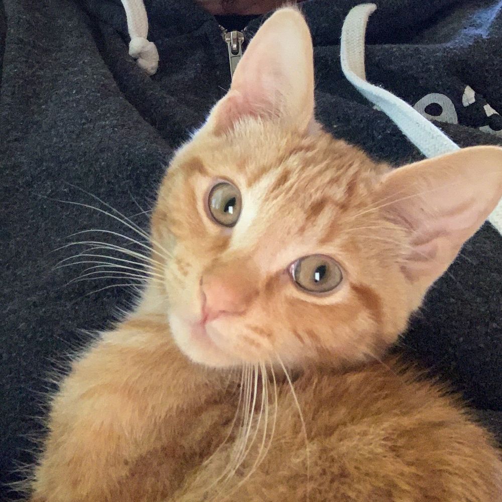 Small ginger colored kitten looks straight at the camera. His long whitish whiskers are prominently displayed.