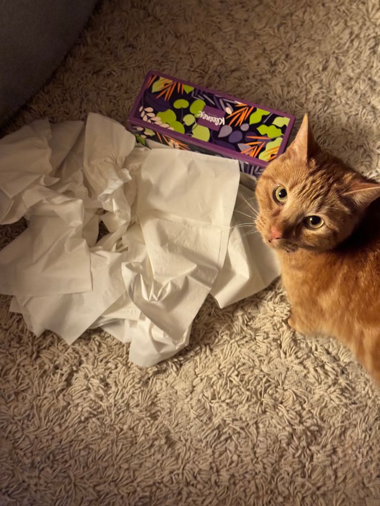 A box of Kleenex lies on its side on creme colored carpet, the contents of the tissues have been pulled out into a jumbled mess. A ginger colored cat looks up at the camera. It’s evening and a lamp casts lights and shadows across the floor and the cat.