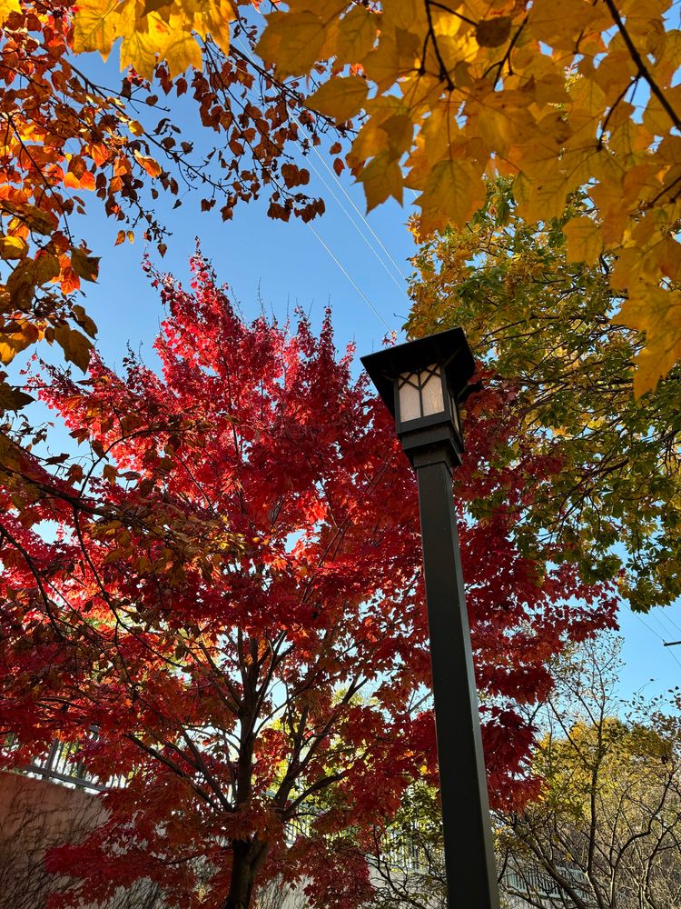 A street lamp is surrounded by trees in brilliant fall colors of yellow and red. The sky above the trees is blue and cloudless. 