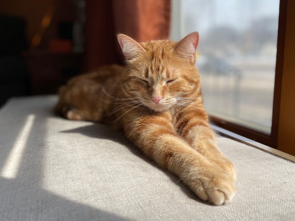Winston the Business Man, my daughter’s orange tabby cat, naps in the afternoon sun. The sunlight shines on his face and front paws as it streams in from the window to his left (our right).