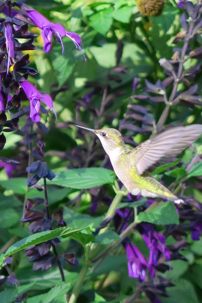 A profile of a hummingbird in flight towards a purple anise-scented sage (aka hummingbird sage). The bird is surrounded by greenery and clumps of purple sage. 