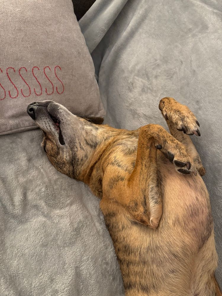 Smallish brindle hound lying on her back on the couch, front paws in the air mantis-style, blissed out. 