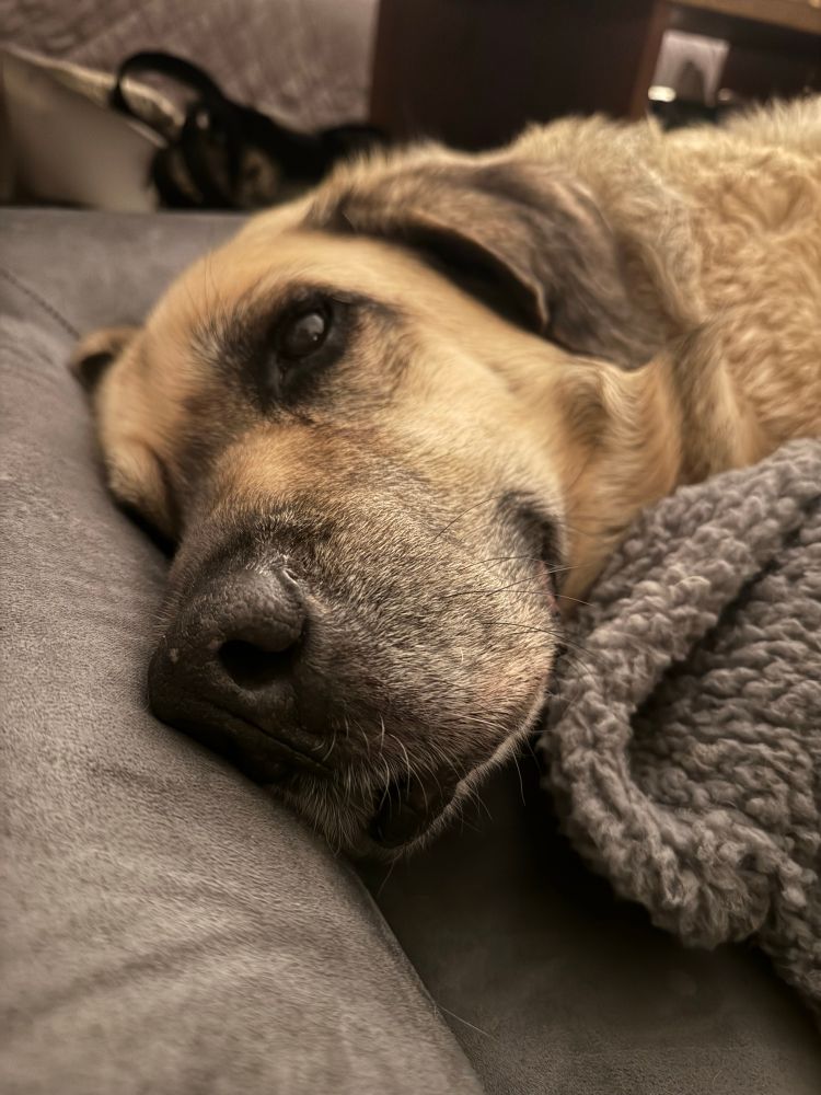 Close up photo of the face of a large-noggined dopey mastiff/Pyrenees mix, what a good dog. 