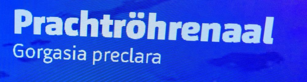 prachtröhrenaal (gorgasia preclara)