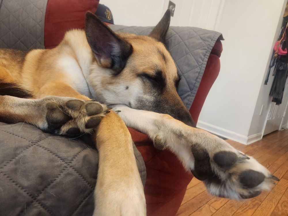 Luna the German Shepherd sitting on a couch. Her paws are akimble and her face is three large triangles of 2 ears and nose. She is sleeping contentedly 