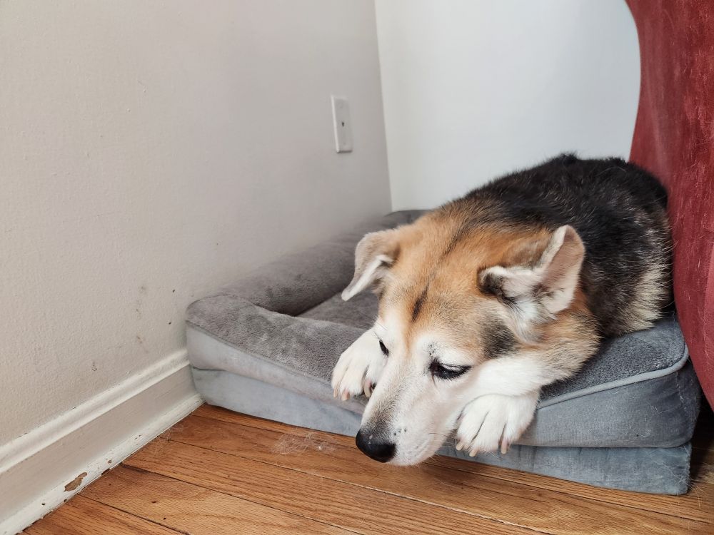 Clep the Shepherd-husky resting her face between her two paws on a grey dog bed