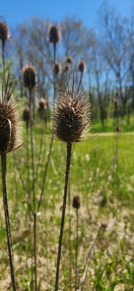dry spiky thing coming out of the marsh.  dramatic closeup / focus;  blue skies and green grasses;
