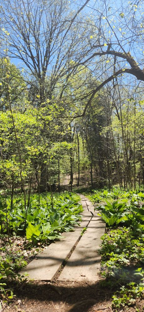 lil boardwalk through some marshy woods