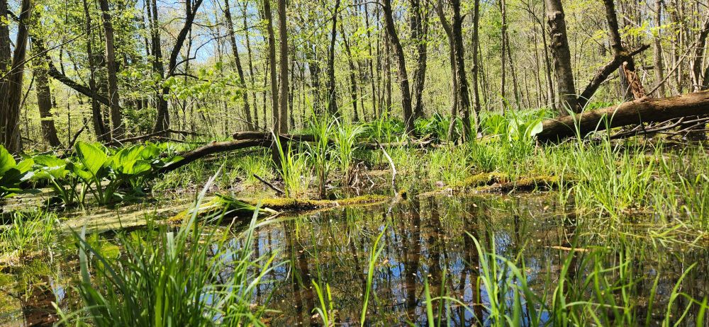 marshy greenery in the forest; pond with lil critters