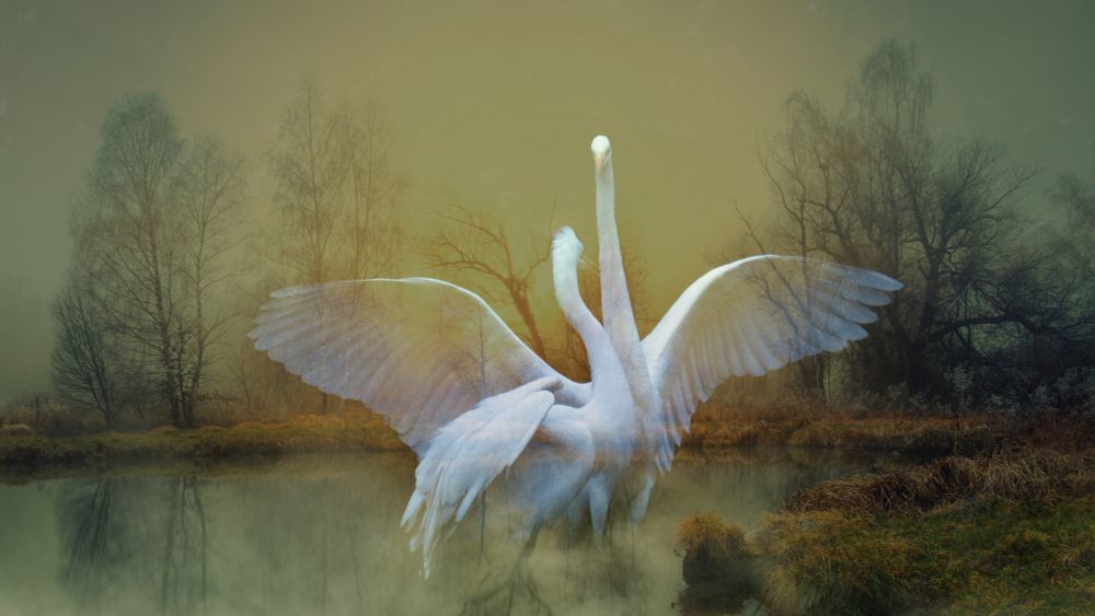 Two elegant Great Egrets are seen with wings outstretched in a misty lakeside setting, with bare trees reflecting softly in the water. The ethereal atmosphere evokes a sense of tranquility and natural beauty.