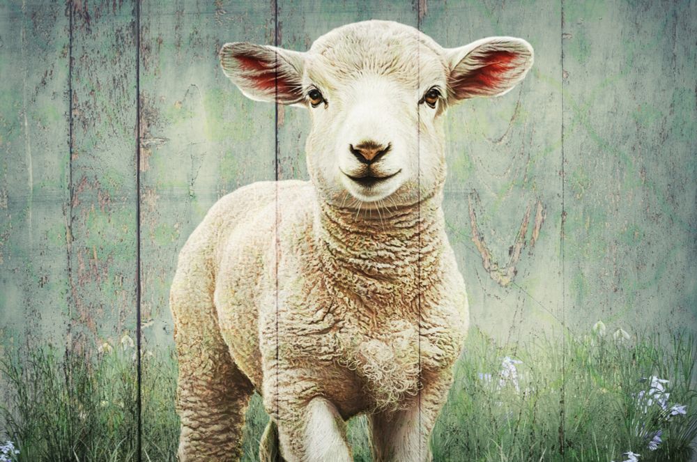 A fluffy lamb stands in a field of green grass, with delicate white flowers dotting the landscape. Its serene expression contrasts with the rustic wooden backdrop.