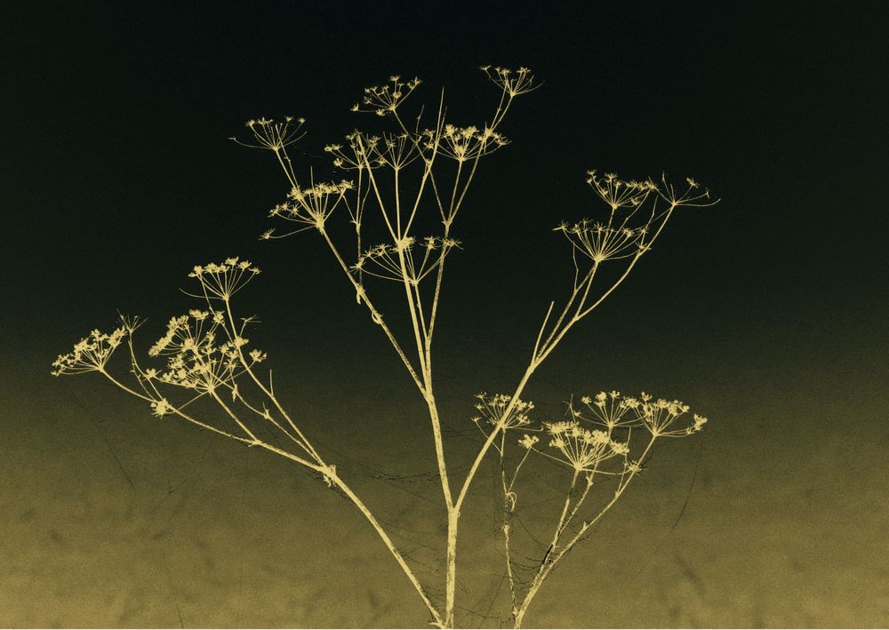 Delicate branches of a wildflower with small blossoms stretch across a gradient background, creating a striking contrast. The wildflower's silhouette is highlighted against a dark upper section and a lighter base.