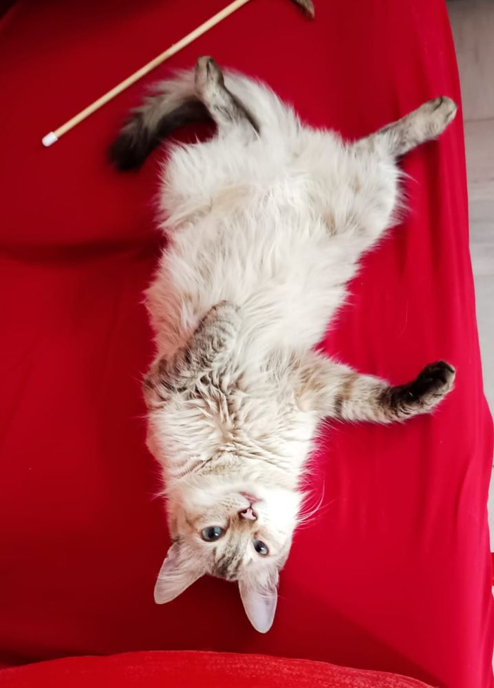 ¿Gata panza arriba o cepo para osos? 