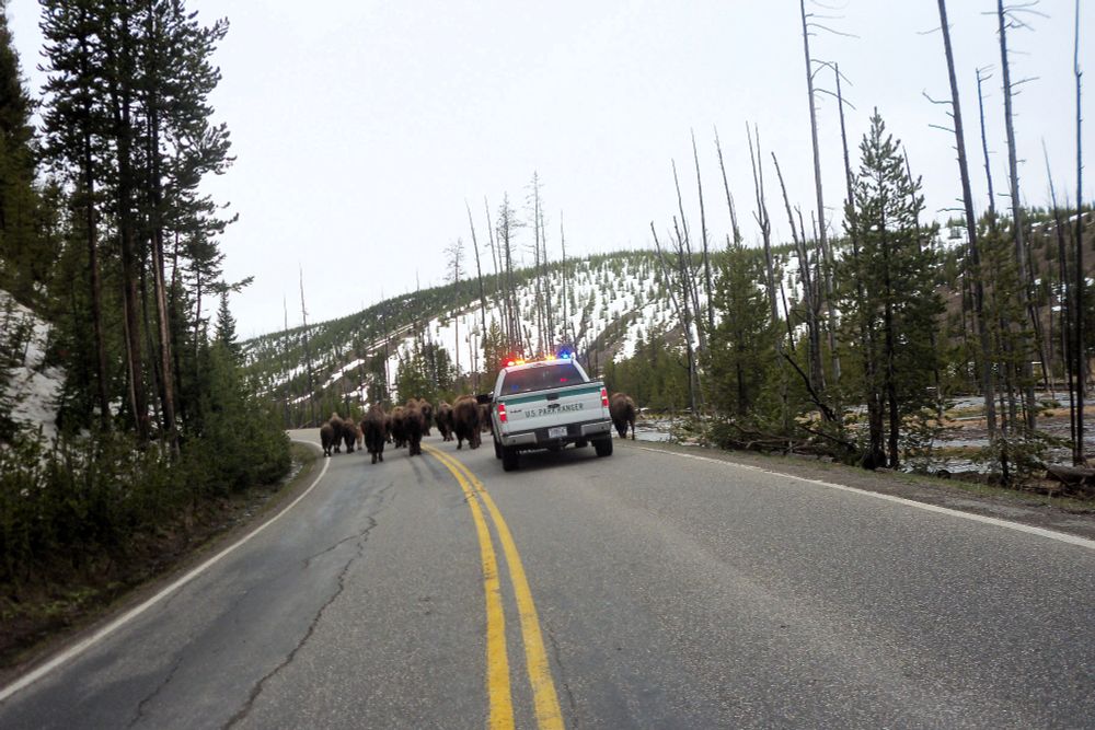 A park ranger truck encourages a herd of bison to move along in Yellowstone National Park