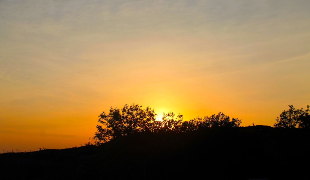 Rising sun is highlighting bushes on the  horizon and coloring sky orange.