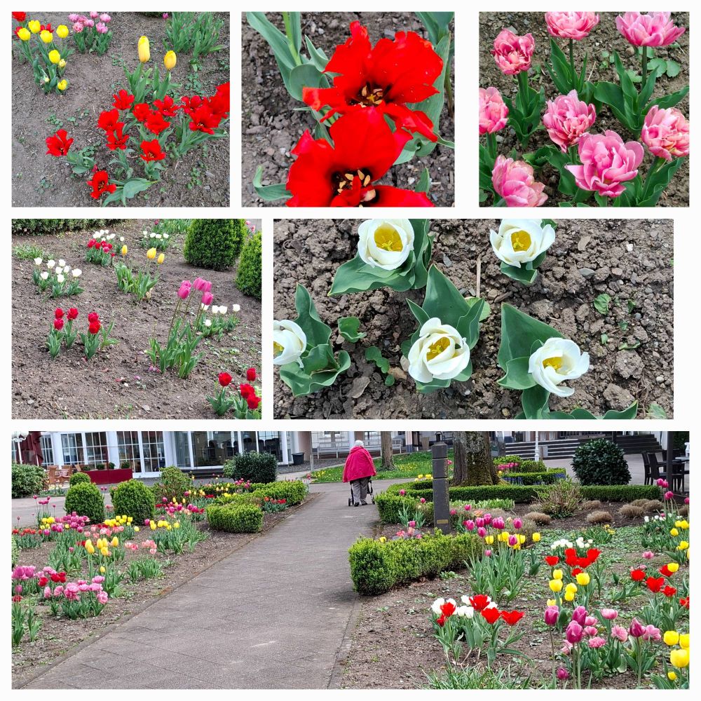 Verschiedene Tulpenarten in
einem Kurpark aufgenommen,  Fotocollage
