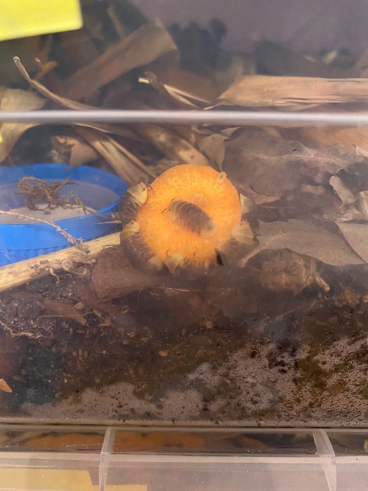 a carrot slice being views from outside a plastic bin isopod enclosure. there are several rubber ducky isopods clinging to it and eating away