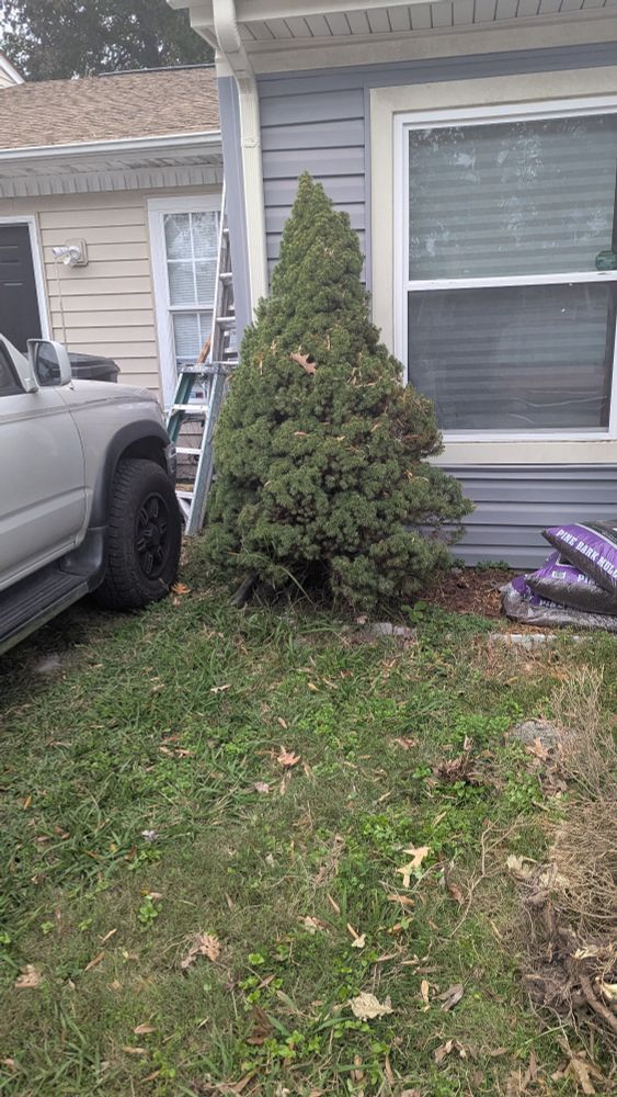A live green shrub next to a window, is maybe 6ft/2m tall