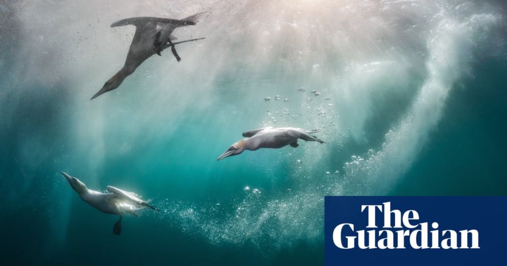 Bird photographer of the year 2024 winners – in pictures