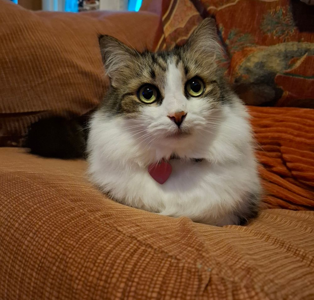 Very (and suspiciously) innocent-looking cat on an orange chair. She's fluffy with big eyes and a little heart-shaped ID tag is just peeking out of her white fur. She's a chair thief, but also the greatest cat ever.