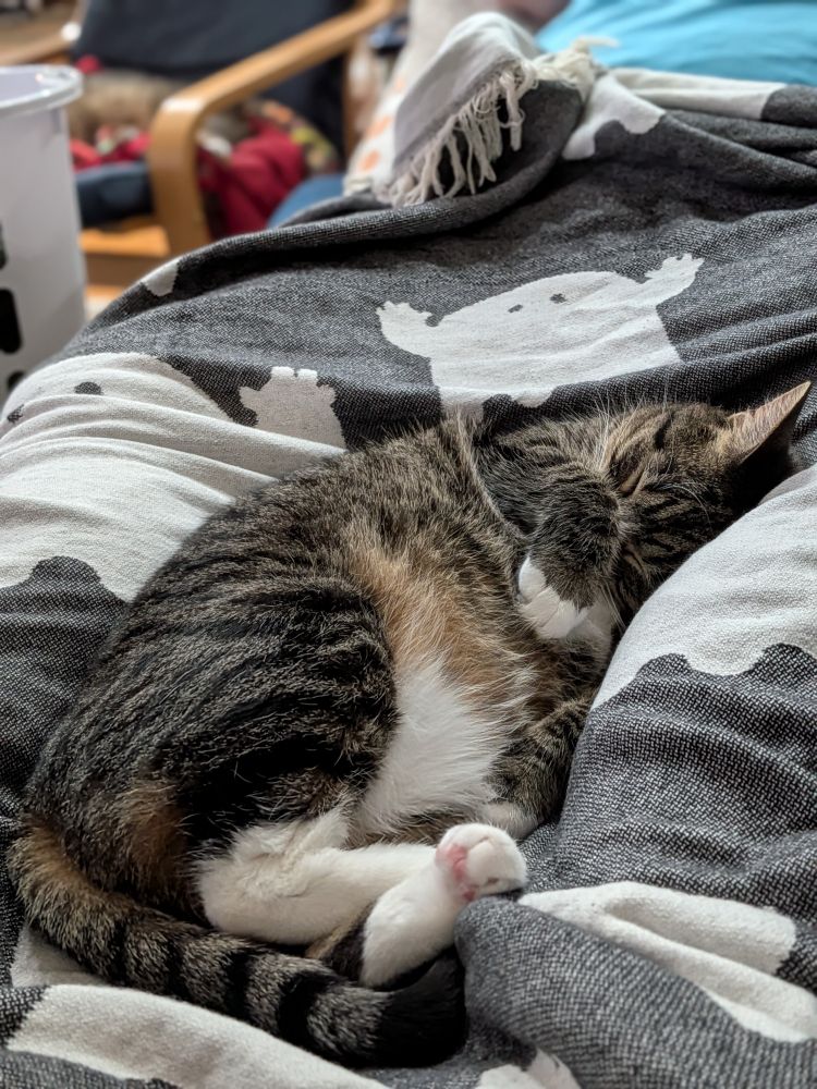 Small brown tabby with paws curled and nose buried in front leg, stretched out between legs under a ghost-printed blanket.