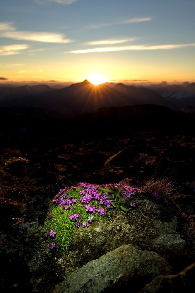 A vibrant display of purple flowers grows on rocky terrain in the foreground, with a dramatic sunset illuminating the distant mountains in warm colors.