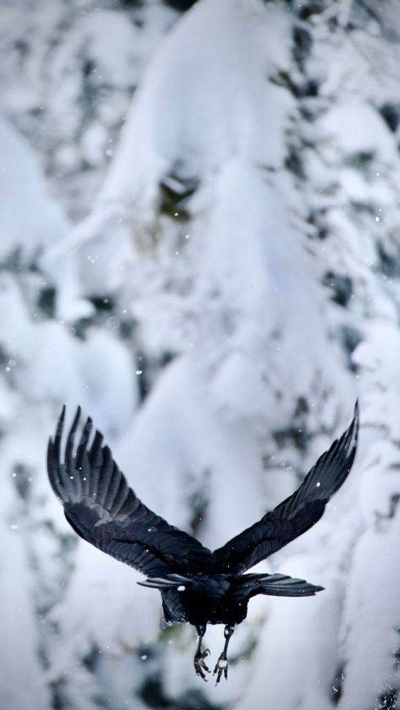 A raven viewed from behind with its wings spread against a background of snow covered trees