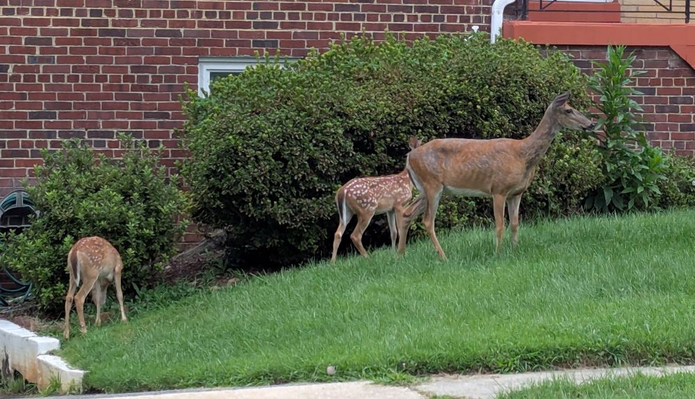 Three deer in the neighbor's front lawn across the street from my house.