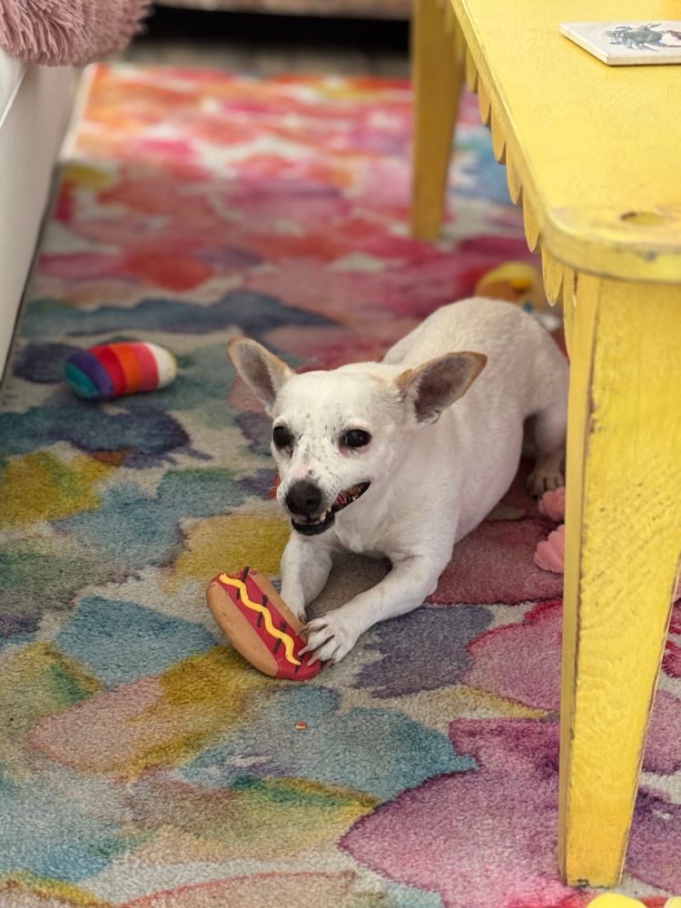 A small white and tan Jack Russell terrier and Chihuahua mix dog holds onto a dog cookie with her paw. The cookie is shaped and decorated like a hot dog covered in mustard.