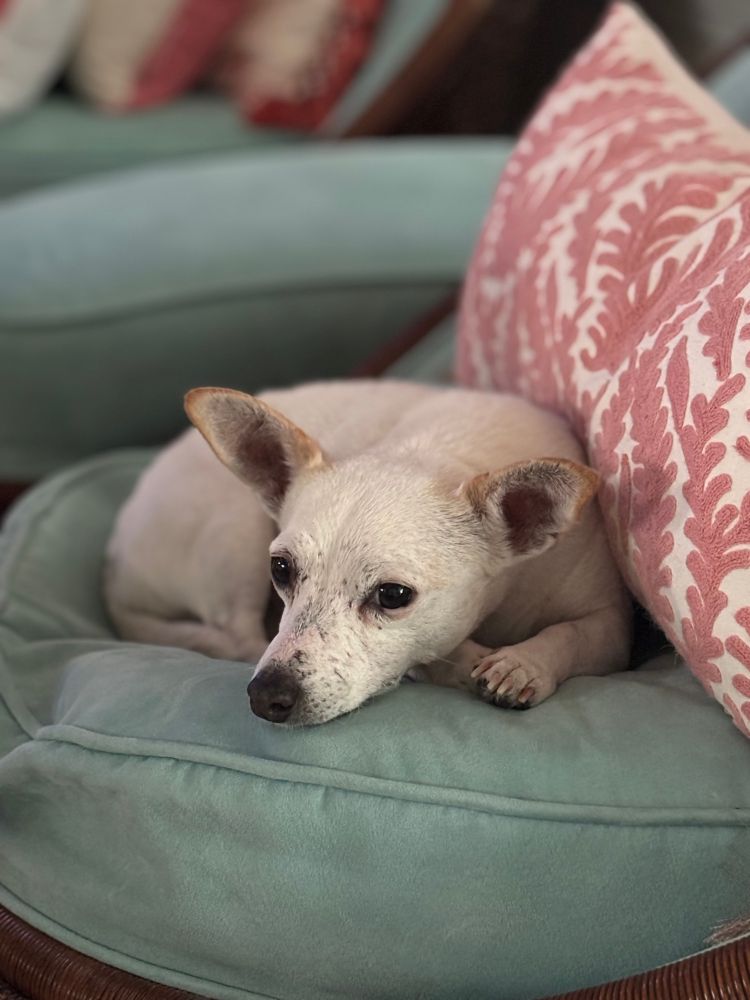 A small white and tan Jack Russell and Chihuahua mix dog is curled up on a sea foam colored chair cushion with her front paws crossed. She is very dainty.