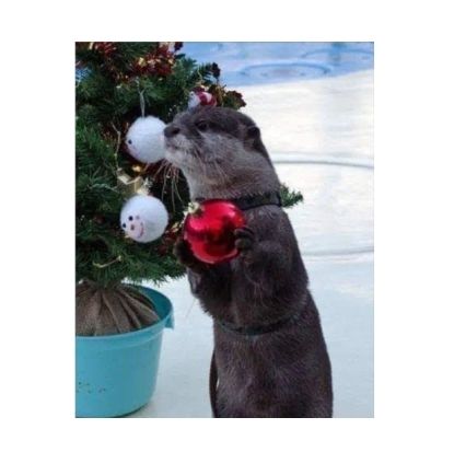 Ein Otter mit Christbaumkugeln