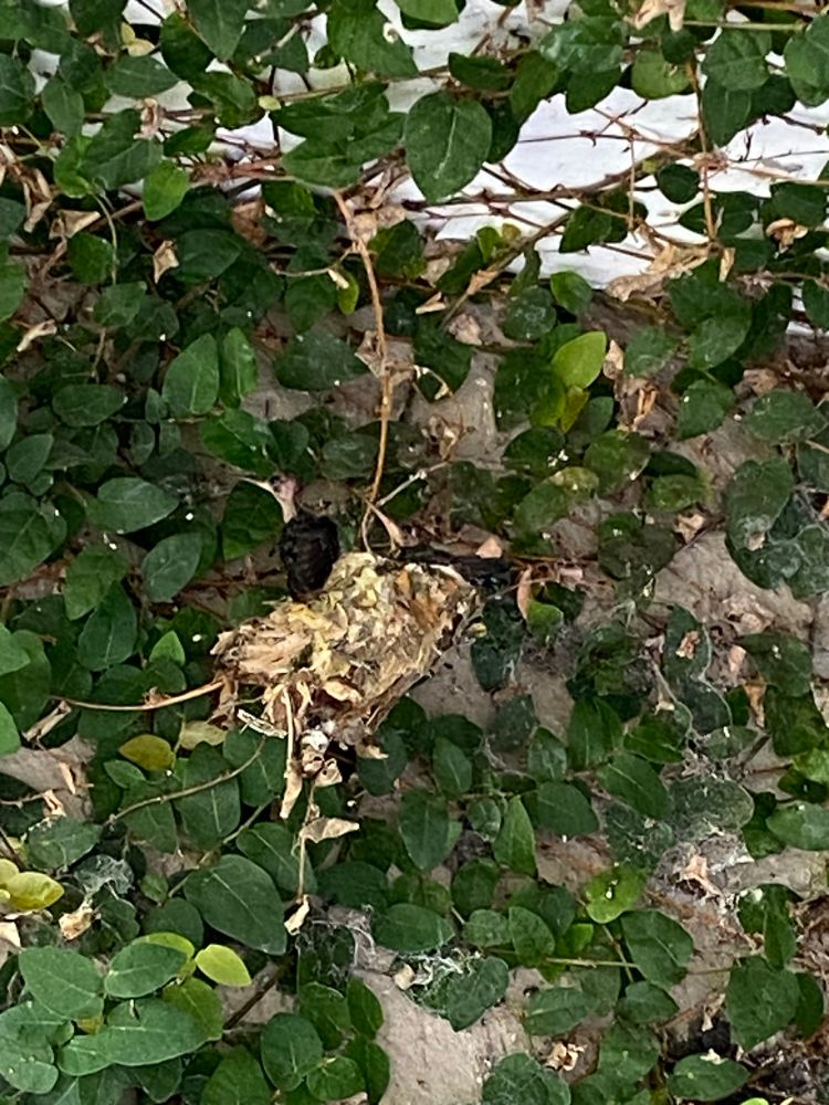 Dois filhotinhos de beija flor na “boca” do ninho, que está pendurado numa parede coberta de trepadeira. 