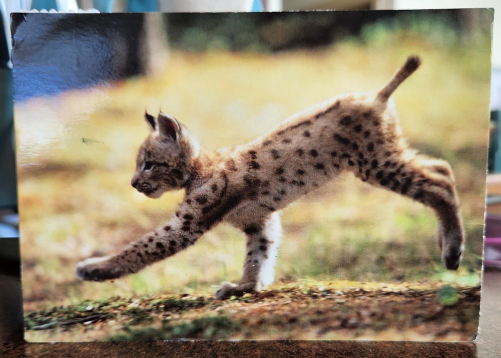 photo postcard of a baby lynx on the frolic