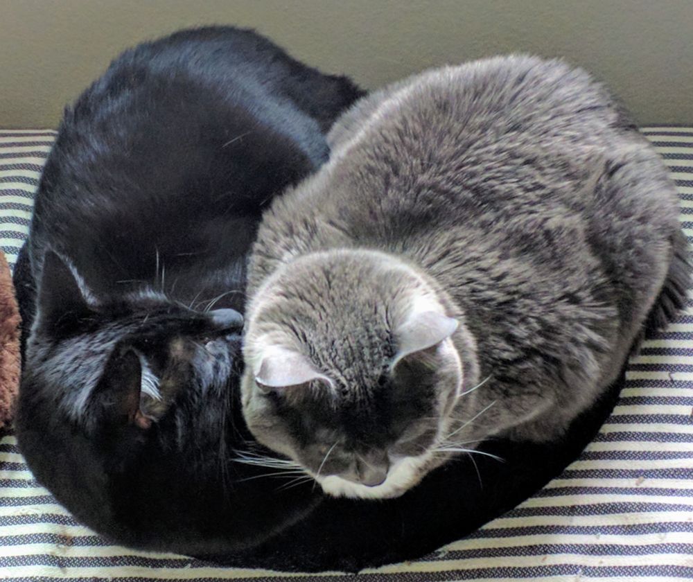 Black cat and gray tuxedo cat snuggling