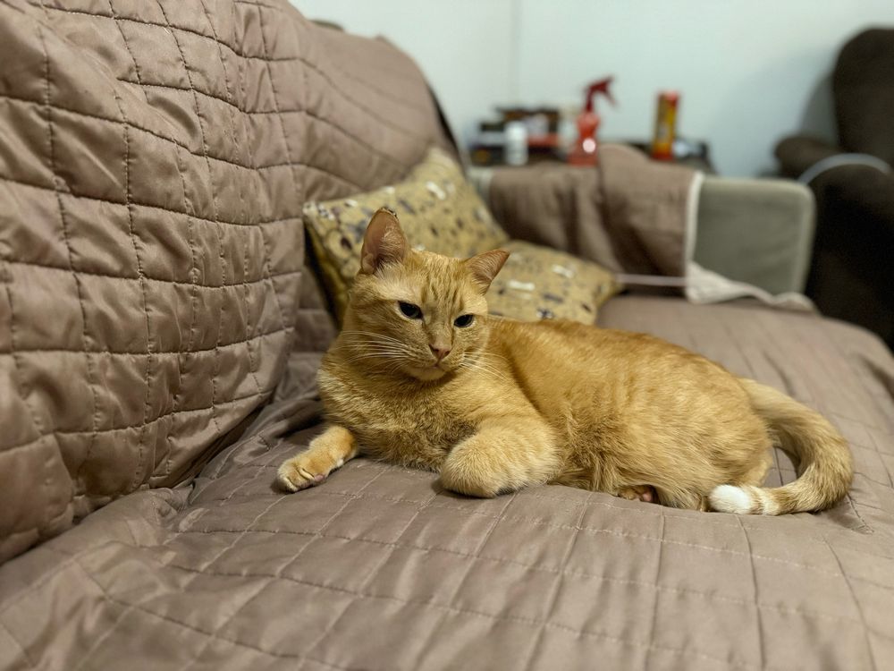 A very handsome orange cat lying on a tan-colored couch, looking into the camera with a slightly coy expression. 