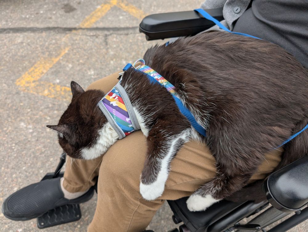 A black and white cat in a colorful harness is flopped onto the lap of a human in a wheelchair. She is not looking at the camera.