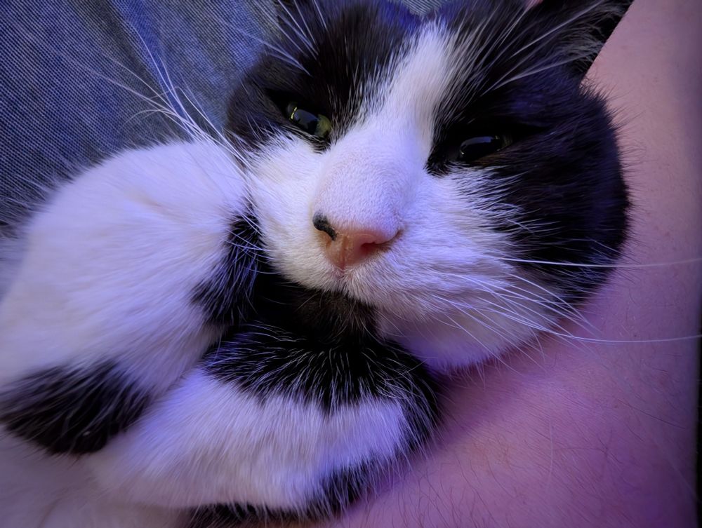 A close up of a tuxedo cat with tucked paws and half-closed eyes being held by a human arm. She looks so very fuzzy and soft.