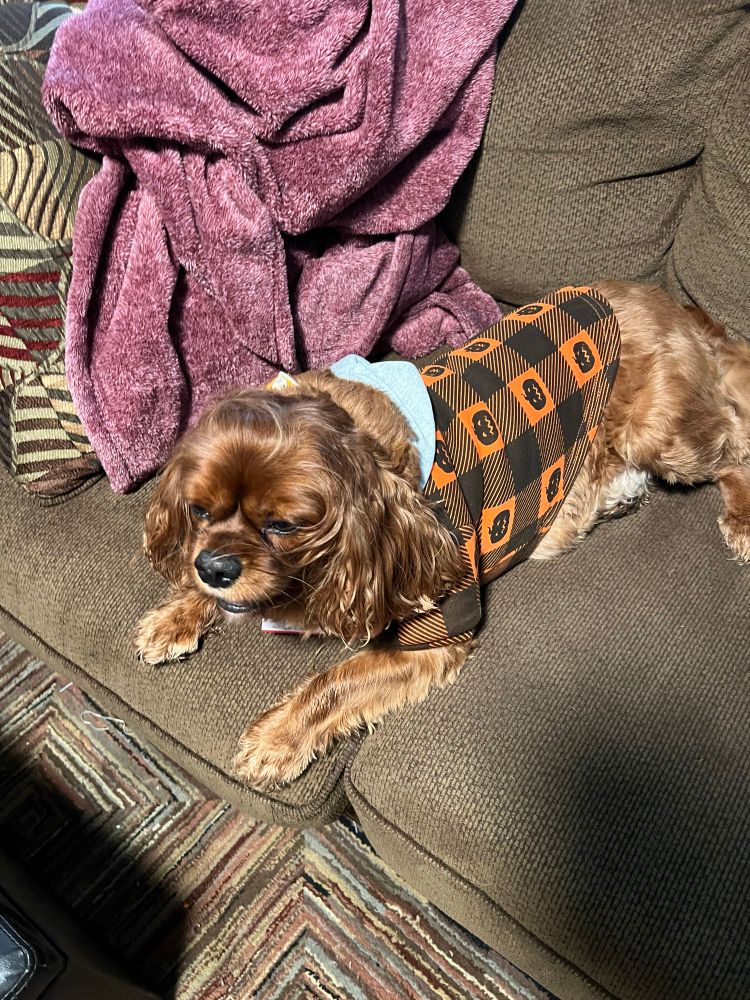 A cavalier spaniel wearing an orange plaid hoodie with pumpkins on it and a grey hood. 