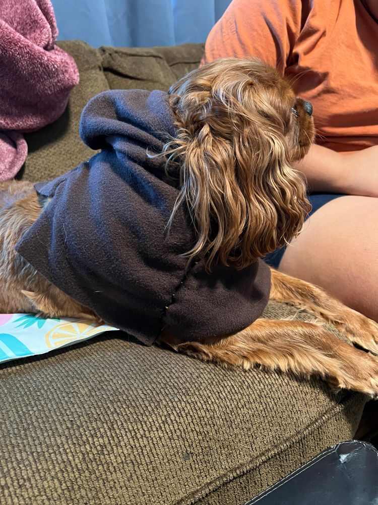 Cavalier spaniel in a monk’s hood