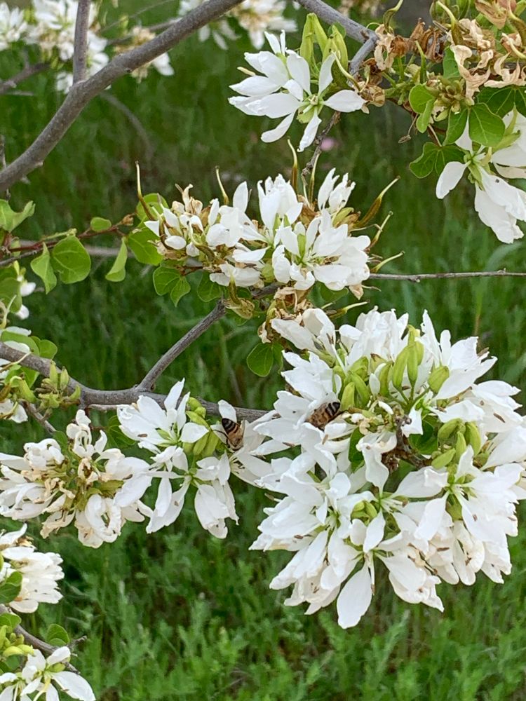 White blossoms on a tree branch, attended by a few honeybees, along the Brushy Creek Hike & Bike Trail, Williamson County, Texas.