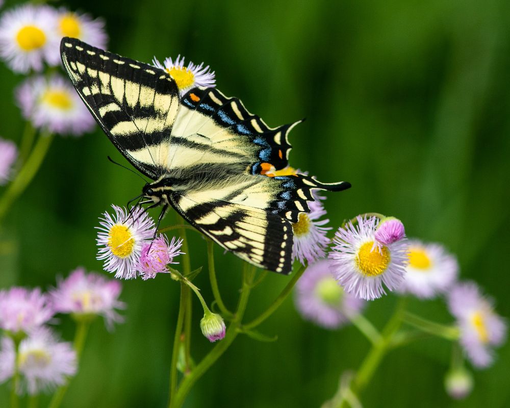 Tiger Swallowtail 