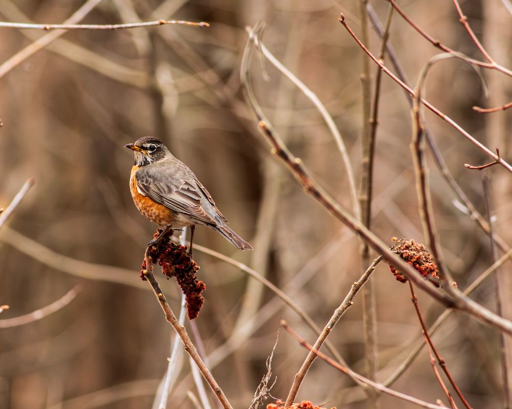 Robin on sumac.