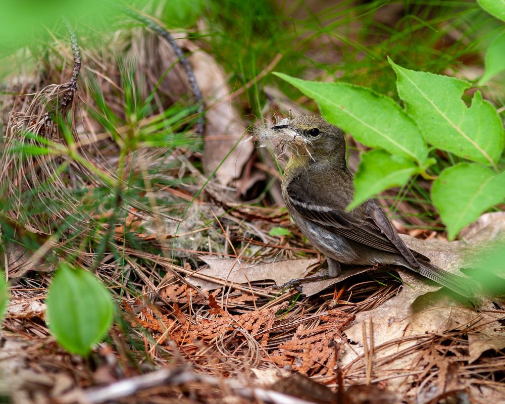 Maybe a Yelow-troated Vireo 