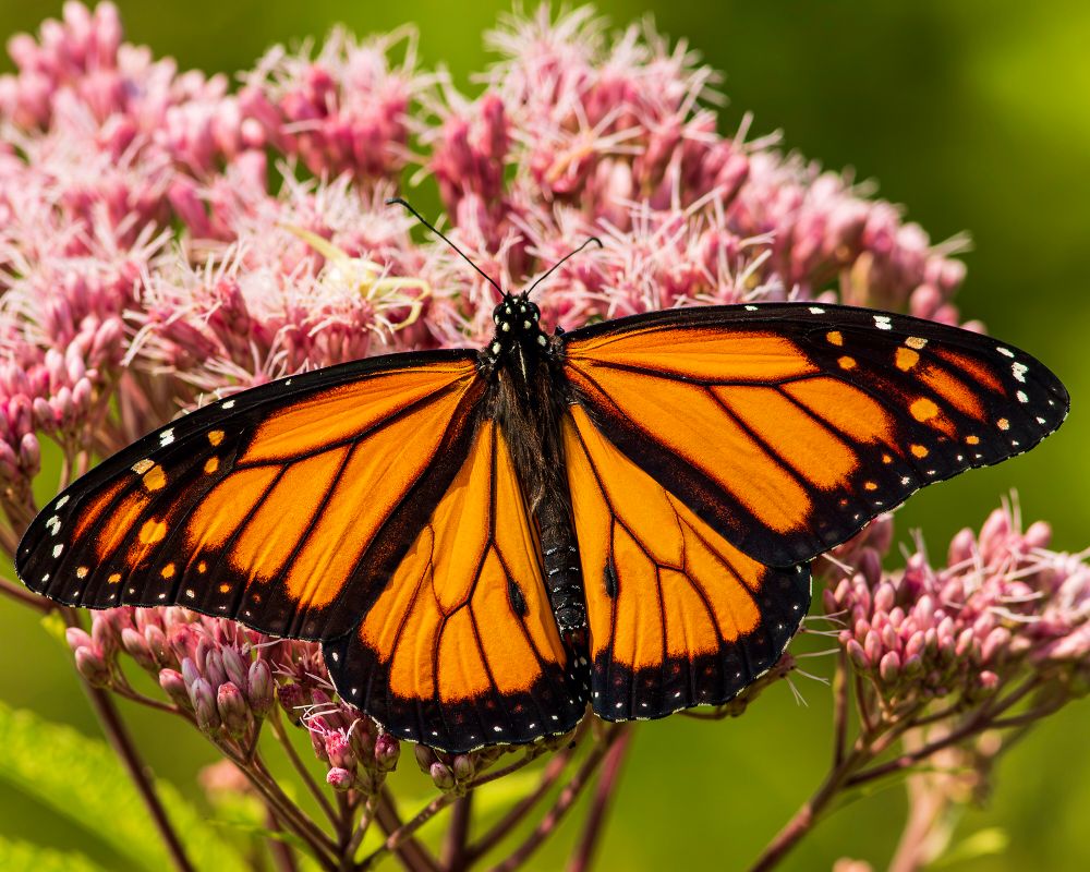 Monarch butterfly 