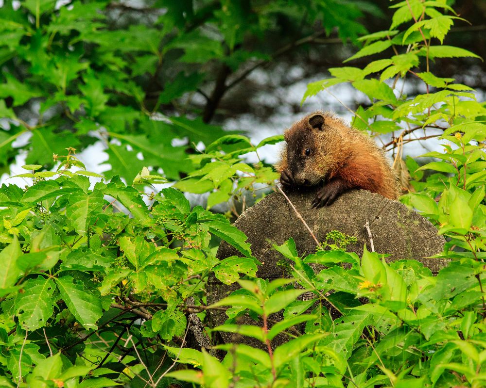Groundhog just hanging out . 
