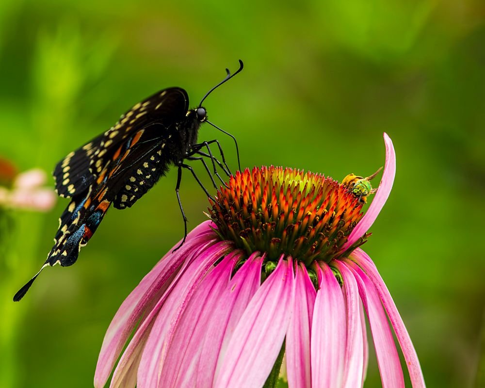 Black Swallowtail and a Green Bee sharing a coneflower. 