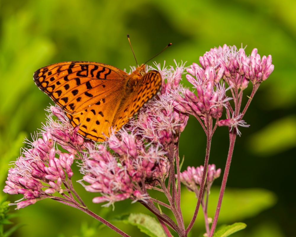Fritillary on Joe Pye Weed 