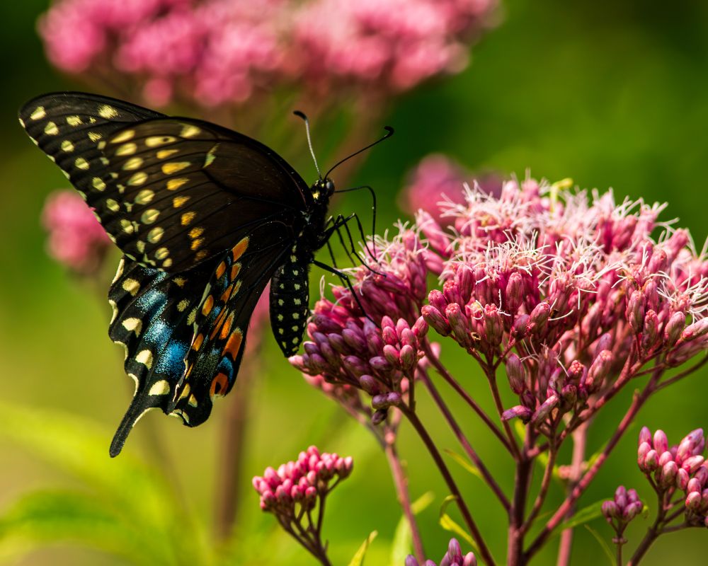 Black Swallowtail 