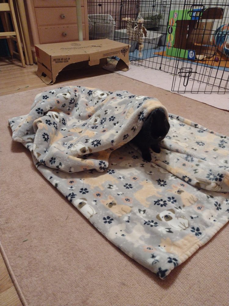 A black rabbit peeking out from under the blanket lump
